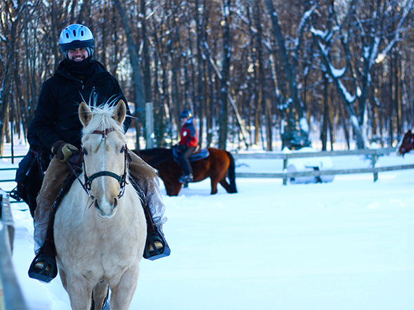 Horses In the Snow