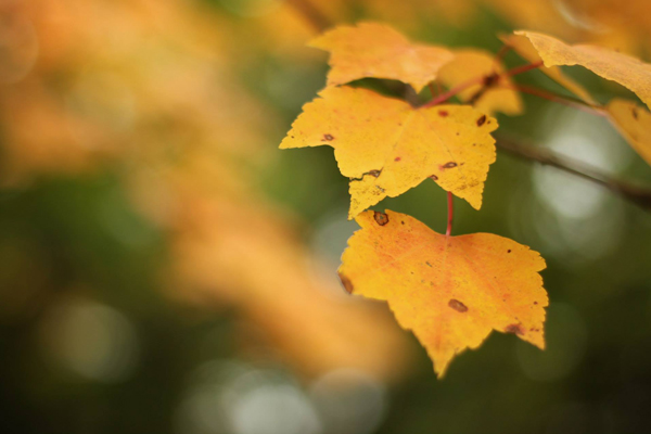 fall foliage