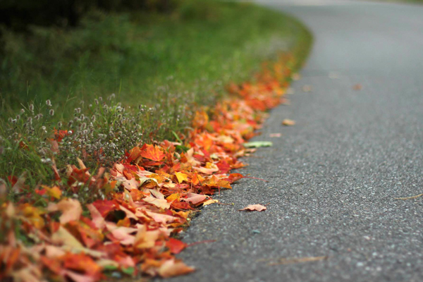 fall foliage