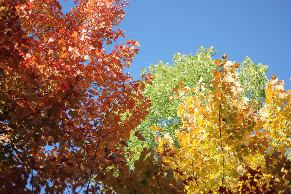 Fall Foliage