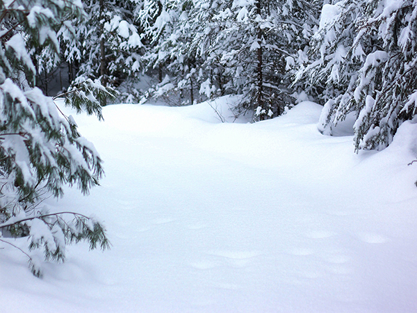 Snow Path