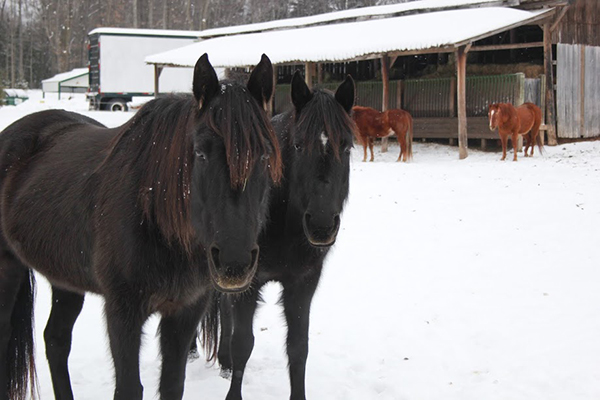 Horses at HoneyRock, Wheaton College's outdoor center for leadership development