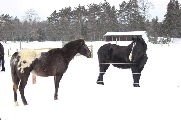 Horses at HoneyRock, Wheaton College's outdoor center for leadership development