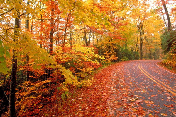 Fall foliage road